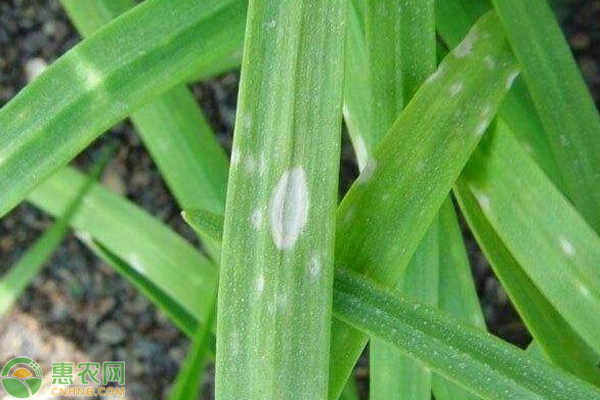 韭菜常見的病蟲害有哪些？-圖片版權(quán)歸惠農(nóng)網(wǎng)所有