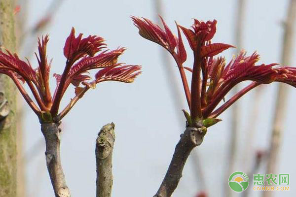 香椿樹什么季節(jié)種植？有哪些繁殖方法？-圖片版權(quán)歸惠農(nóng)網(wǎng)所有