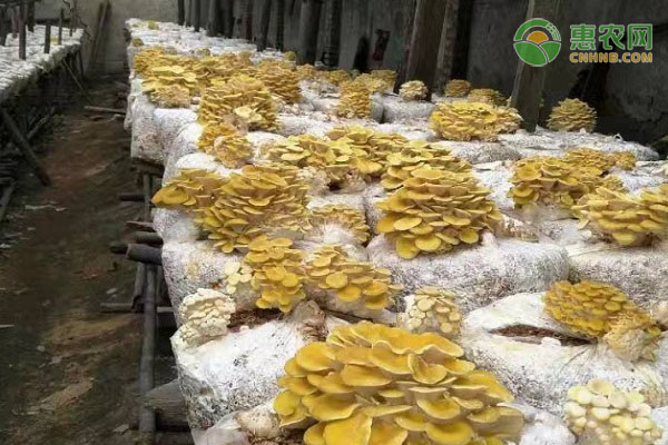 我国哪些地方产的蘑菇很有名？