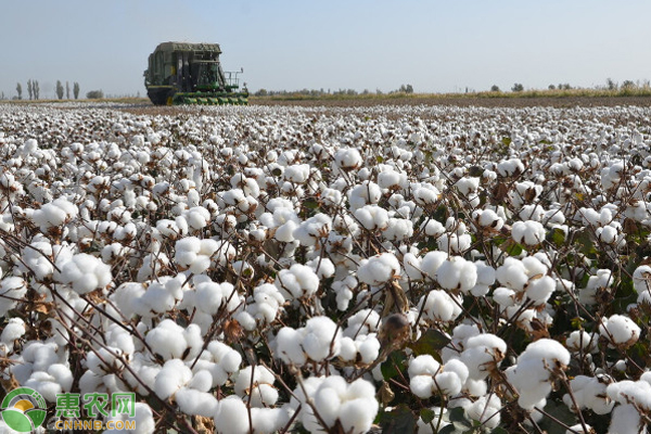 新疆棉花有什么优势？