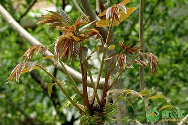 香椿樹什么季節(jié)種植？有哪些繁殖方法？-圖片版權(quán)歸惠農(nóng)網(wǎng)所有