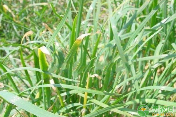 韭菜常見的病蟲害有哪些？-圖片版權(quán)歸惠農(nóng)網(wǎng)所有