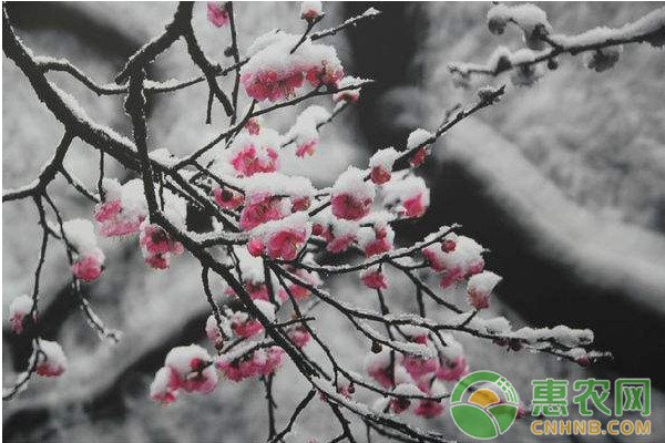 盆栽梅花怎么養(yǎng)護(hù)？注意這四點(diǎn)！-圖片版權(quán)歸惠農(nóng)網(wǎng)所有
