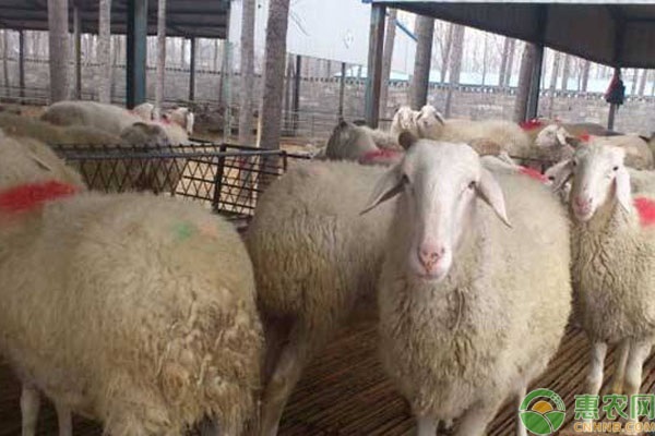 盘点国内有名的地方羊品种