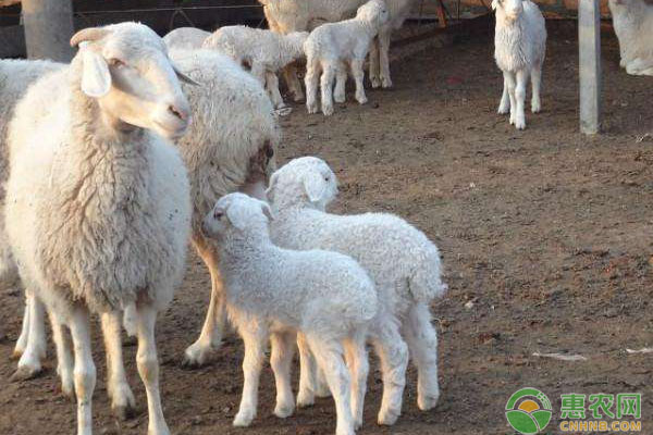 盘点国内有名的地方羊品种