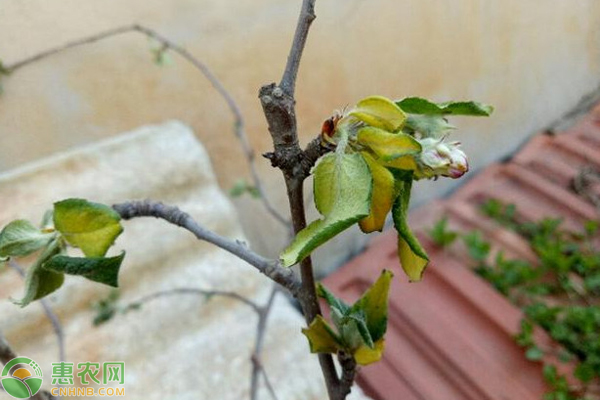 蘋(píng)果樹(shù)干上有哪些病害？-圖片版權(quán)歸惠農(nóng)網(wǎng)所有