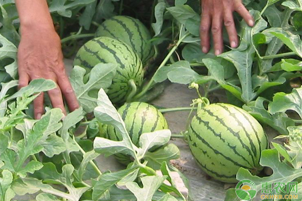 西瓜怎么種甜度更高？-圖片版權(quán)歸惠農(nóng)網(wǎng)所有
