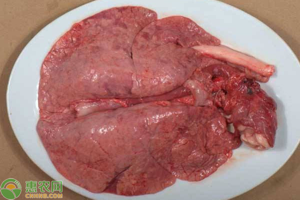猪肺里面含有大量的细菌吗？