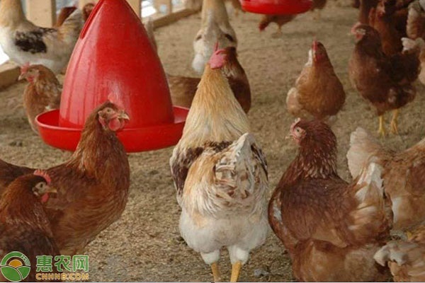 鸡的智商能分清人吗？