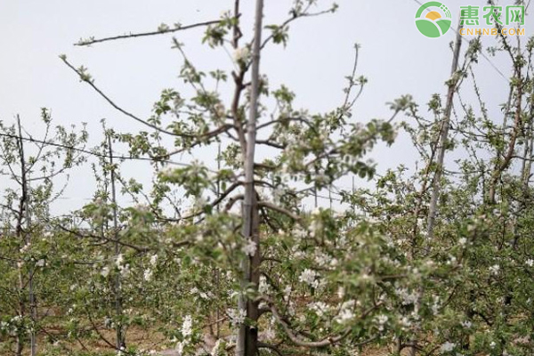 开春苹果施什么肥料？施多少？-图片版权归惠农网所有