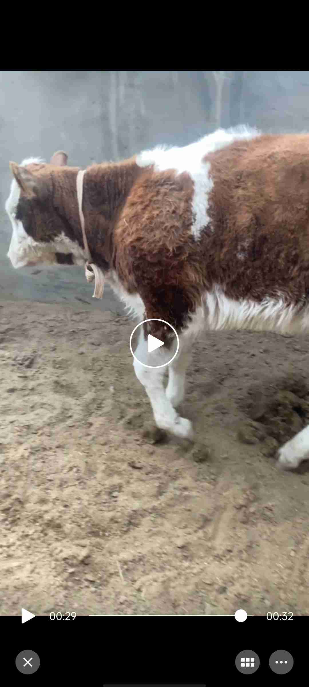 牛前肢关节图片
