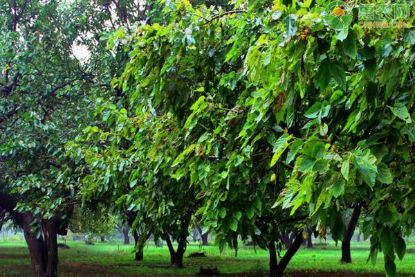 桑園管理技術(shù)要點-圖片版權(quán)歸惠農(nóng)網(wǎng)所有