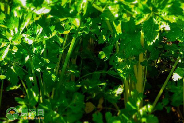 芹菜澆水的管理要點-圖片版權(quán)歸惠農(nóng)網(wǎng)所有