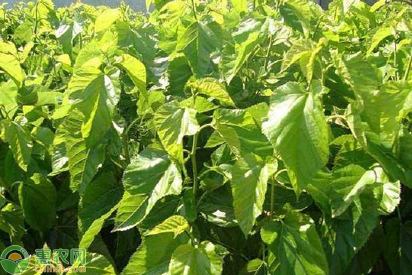 桑園管理技術(shù)要點-圖片版權(quán)歸惠農(nóng)網(wǎng)所有