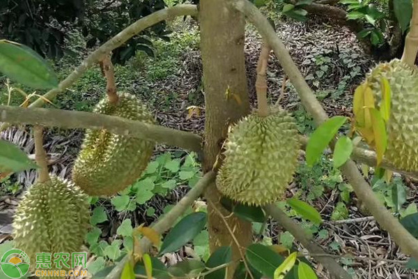 榴蓮種植的技術(shù)有哪些？-圖片版權(quán)歸惠農(nóng)網(wǎng)所有