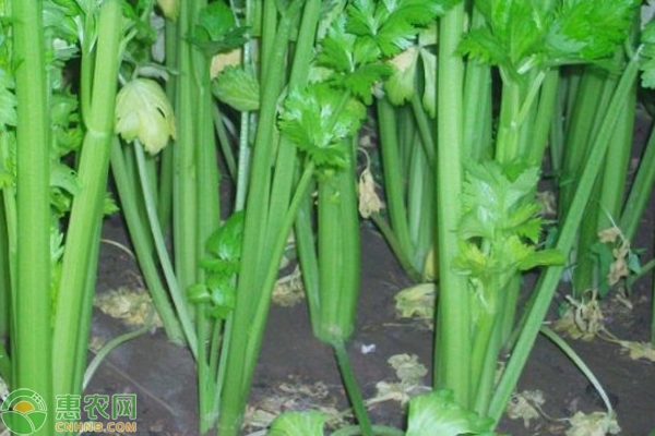 芹菜的品种有哪些？