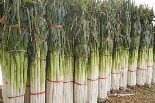 適合三月份種植的蔬菜有哪些？（附3月蔬菜種植指南）-圖片版權(quán)歸惠農(nóng)網(wǎng)所有