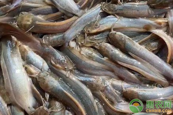 塘角鱼养殖技术及成本