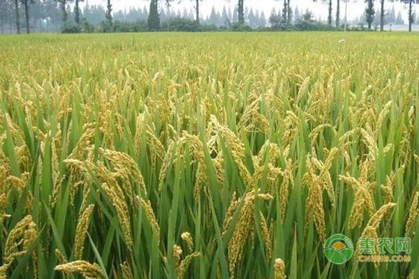 水稻品种高产的有哪些？