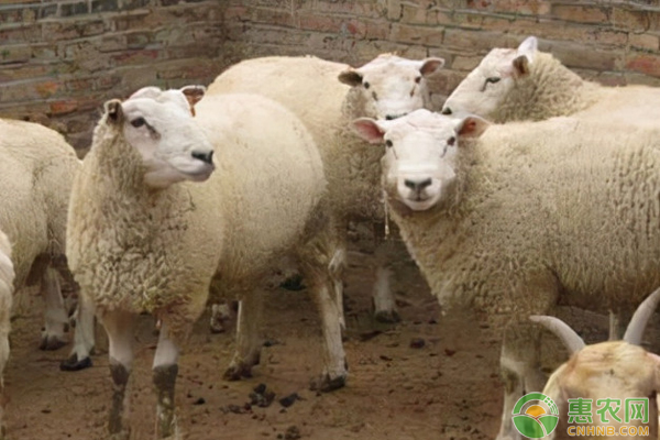 夏洛莱羊品种介绍