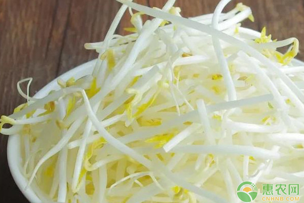 绿豆芽怎么发芽最快又好？-图片版权归惠农网所有