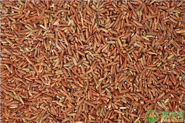 盘点国内有名的地方红米品种