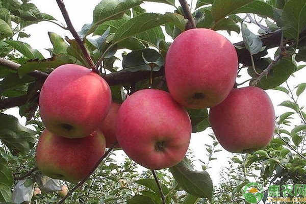 南方苹果品种有哪些？