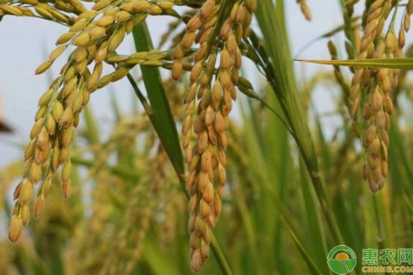 水稻种子高产的有什么品种？