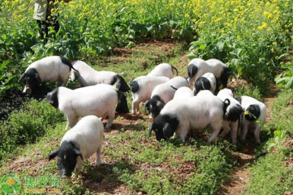 盘点国内有名的地方花猪品种