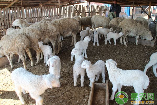多胎羊的品种有哪些？