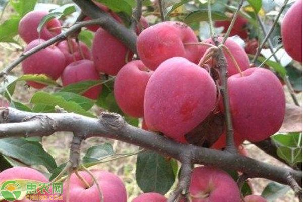 南方苹果品种有哪些？