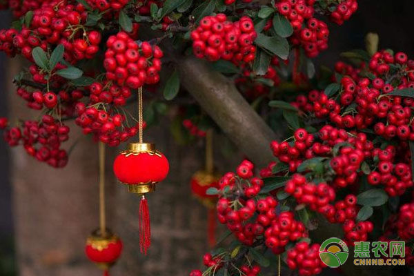 吉祥果盆景的養(yǎng)殖方法-圖片版權(quán)歸惠農(nóng)網(wǎng)所有