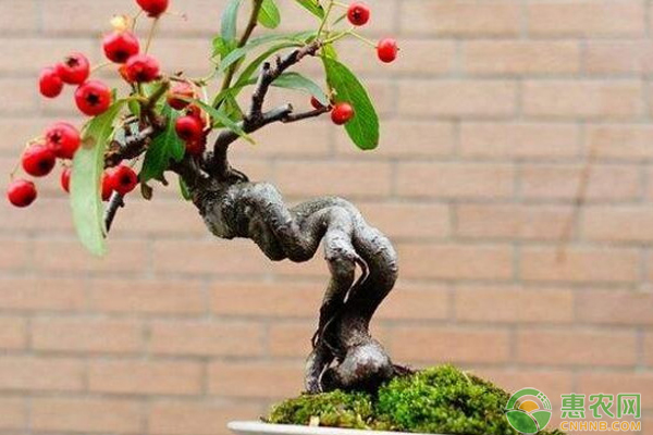 吉祥果盆景的養(yǎng)殖方法-圖片版權(quán)歸惠農(nóng)網(wǎng)所有