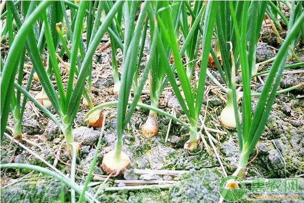大蒜催芽方法有哪些？-圖片版權(quán)歸惠農(nóng)網(wǎng)所有