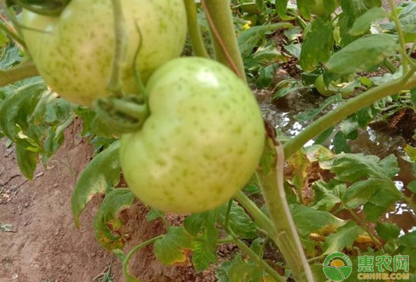 早春如何提前預(yù)防番茄細菌性斑疹??？-圖片版權(quán)歸惠農(nóng)網(wǎng)所有
