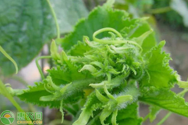 早春大棚黃瓜如何預(yù)防花打頂？-圖片版權(quán)歸惠農(nóng)網(wǎng)所有