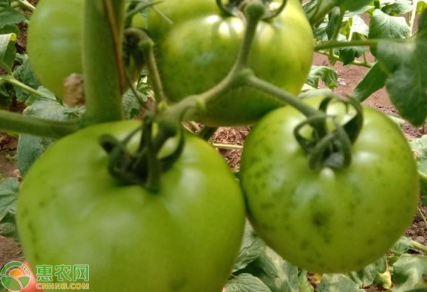 早春如何提前預(yù)防番茄細菌性斑疹??？-圖片版權(quán)歸惠農(nóng)網(wǎng)所有