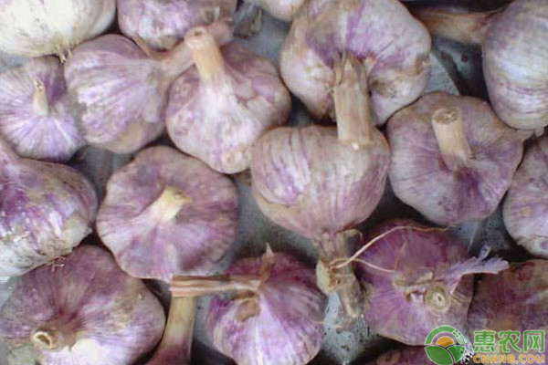 大蒜催芽方法有哪些？-圖片版權(quán)歸惠農(nóng)網(wǎng)所有