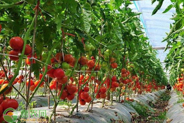 大棚種植的西紅柿為何有的坐不住果？-圖片版權(quán)歸惠農(nóng)網(wǎng)所有