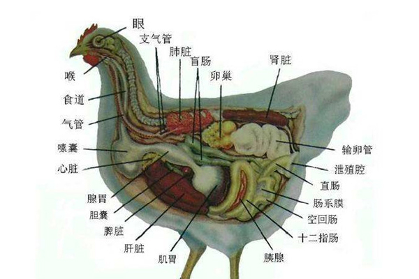 鸡的消化器官图片