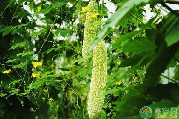 春季苦瓜如何育苗？苗期怎么管理？-图片版权归惠农网所有