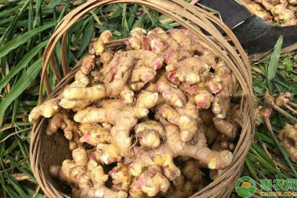 生姜定植后的管理事项-图片版权归惠农网所有