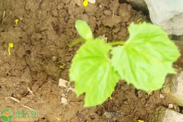 春季苦瓜如何育苗？苗期怎么管理？-图片版权归惠农网所有