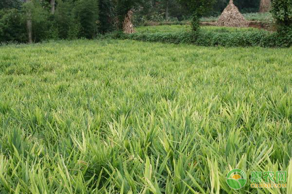 紫姜的高產(chǎn)種植技術(shù)-圖片版權(quán)歸惠農(nóng)網(wǎng)所有