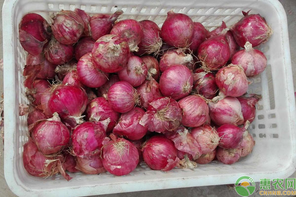 蔥頭種植方法技術-圖片版權歸惠農(nóng)網(wǎng)所有