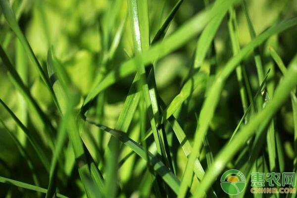 韭苔的種植管理技術(shù)-圖片版權(quán)歸惠農(nóng)網(wǎng)所有