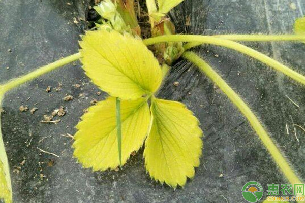 草莓育苗期幼苗心葉發(fā)黃是什么原因？-圖片版權(quán)歸惠農(nóng)網(wǎng)所有