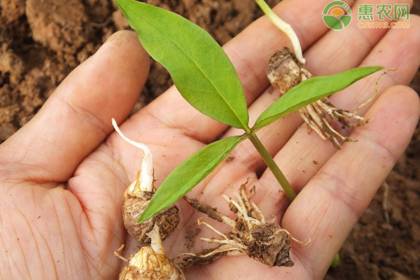 旱半夏高產(chǎn)種植技術-圖片版權歸惠農(nóng)網(wǎng)所有