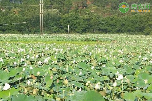 白莲的种植方法和注意事项-图片版权归惠农网所有