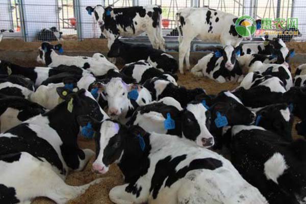 2022年活牛价格多少钱一斤？